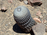 Copiapoa cinerea