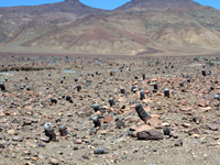 Copiapoa cinerea