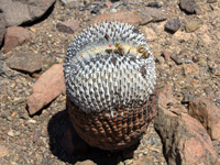 Copiapoa cinerea