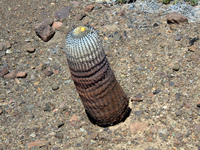 Copiapoa cinerea