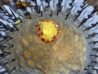 Copiapoa cinerea