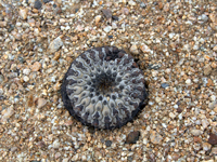 Copiapoa cinerea