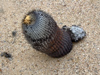 Copiapoa cinerea