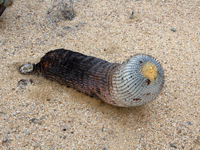 Copiapoa cinerea