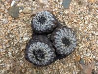 Copiapoa cinerea