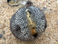 Copiapoa cinerea