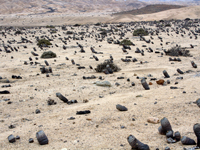 Copiapoa cinerea