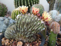 Copiapoa cinerea