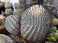 Copiapoa cinerea