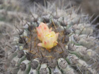 Copiapoa cinerea