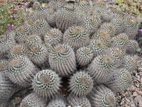 Copiapoa cinerea