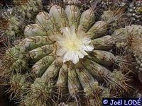 Copiapoa haseltoniana