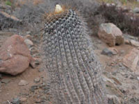 Copiapoa cinerea