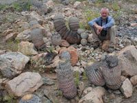 Copiapoa cinerea