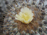 Copiapoa cinerea