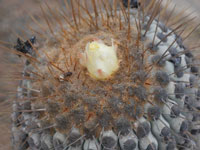 Copiapoa cinerea