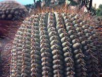 Copiapoa cinerea