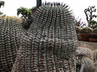 Copiapoa cinerea