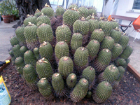 Copiapoa cinerea