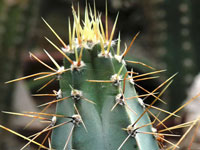 Cereus cochabambensis