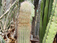 Cephalocereus columna-trajani