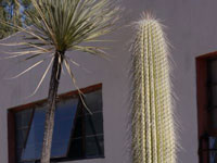 Cephalocereus columna-trajani