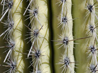 Cephalocereus columna-trajani