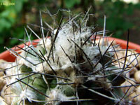 Copiapoa conglomerata