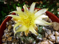 Copiapoa conglomerata