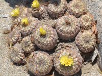 Copiapoa conglomerata