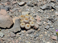 Copiapoa conglomerata