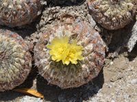 Copiapoa conglomerata