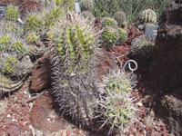 Copiapoa coquimbana