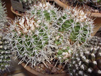 Copiapoa coquimbana