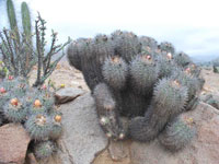 Copiapoa coquimbana