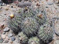 Copiapoa coquimbana