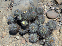 Copiapoa coquimbana