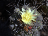 Copiapoa coquimbana