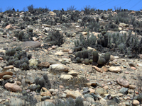 Copiapoa coquimbana