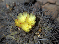 Copiapoa coquimbana