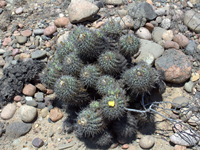 Copiapoa coquimbana