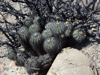 Copiapoa coquimbana