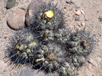 Copiapoa coquimbana