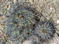 Copiapoa coquimbana