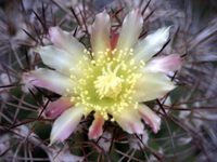 Copiapoa coquimbana