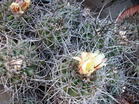 Copiapoa coquimbana