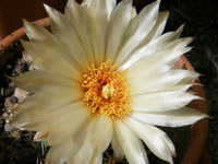 Coryphantha cornifera