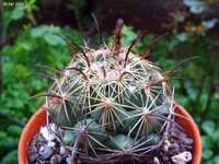 Coryphantha cornifera