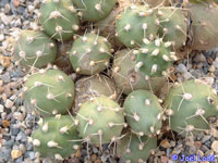 Cumulopuntia corotilla