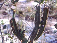 Cipocereus crassisepalus